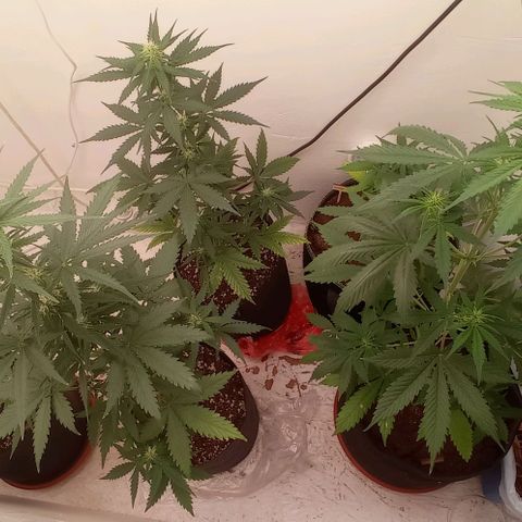 Auto Blueberry #4 growlog timeline photo