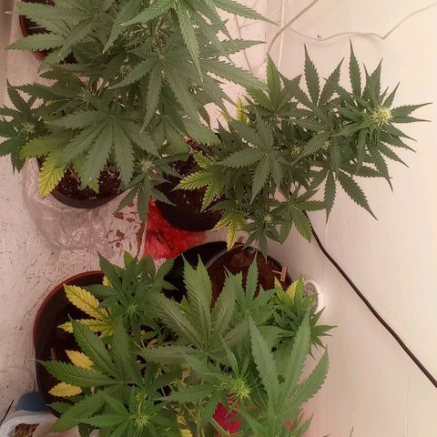 Auto Blueberry #4 growlog timeline photo