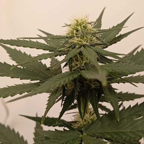 Auto Blueberry #4 growlog timeline photo