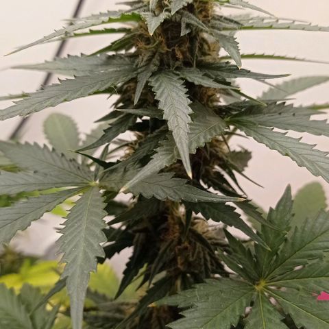 Auto Blueberry #4 growlog timeline photo