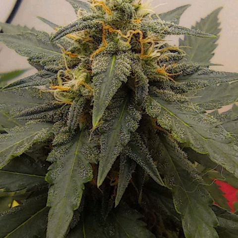 Auto Blueberry #4 growlog timeline photo