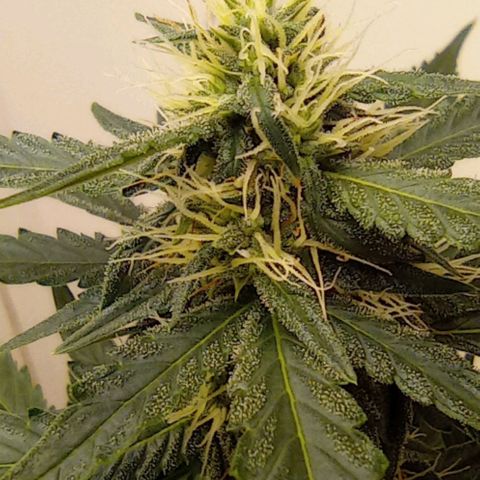 Auto Blueberry #4 growlog timeline photo