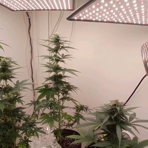 Auto Blueberry #4 growlog timeline photo