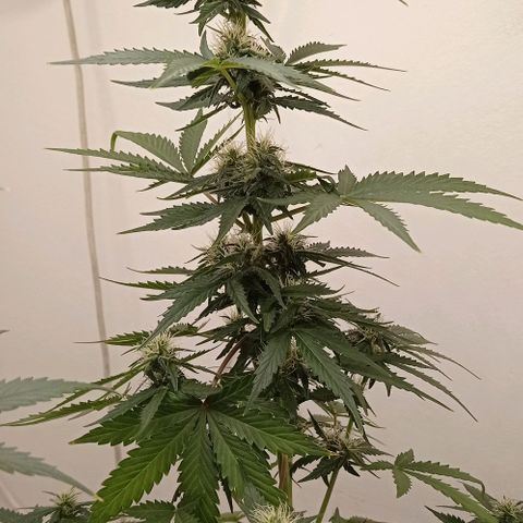 Auto Blueberry #4 growlog timeline photo