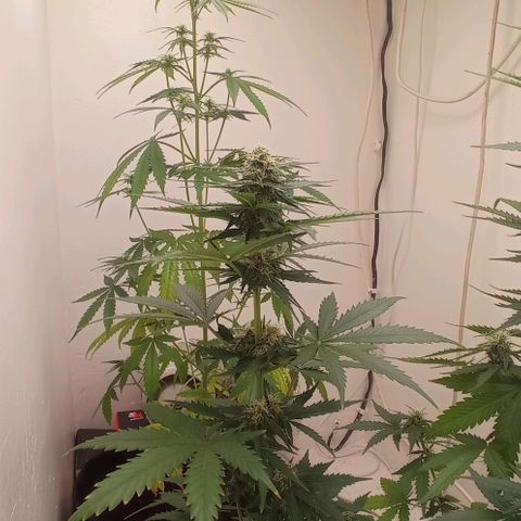 Auto Blueberry #4 growlog timeline photo