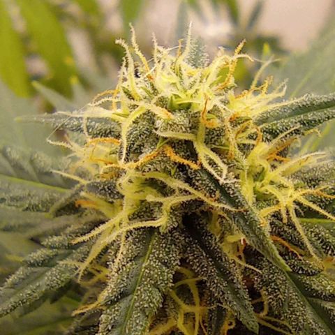 Auto Blueberry #4 growlog timeline photo