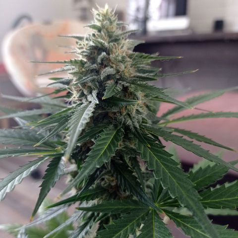 Auto Blueberry #4 growlog timeline photo