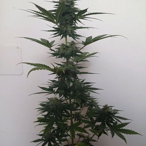 Auto Blueberry #4 growlog timeline photo