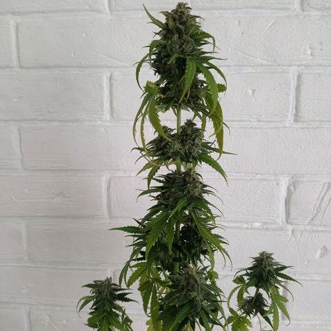 Auto Blueberry #4 growlog timeline photo
