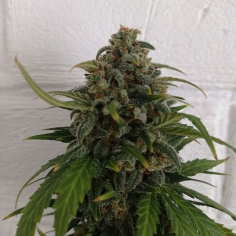 Auto Blueberry #4 growlog timeline photo