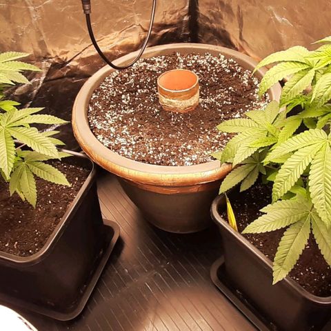 Mehrere Oreoz Pflanzen und Zyklen  growlog photo: Heute habe ich zum ersten mal 25ml NaturPur Düngermittel auf 5l an die drei Verteilt. 