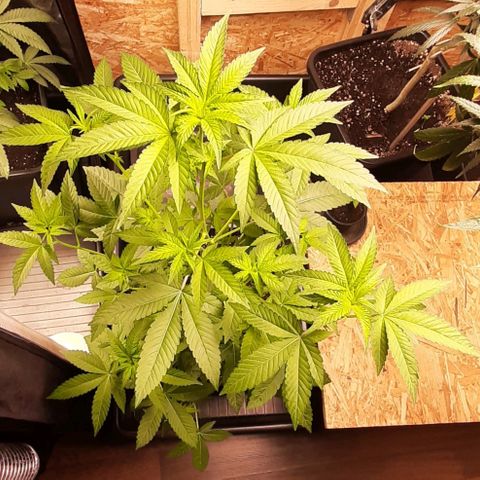 Mehrere Oreoz Pflanzen und Zyklen  growlog photo: Heute habe ich zum ersten mal 25ml NaturPur Düngermittel auf 5l an die drei Verteilt. 