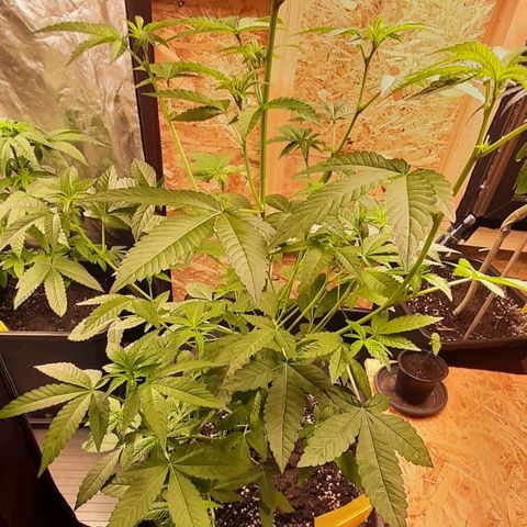 Mehrere Oreoz Pflanzen und Zyklen  growlog photo: Heute habe ich zum ersten mal 25ml NaturPur Düngermittel auf 5l an die drei Verteilt. 