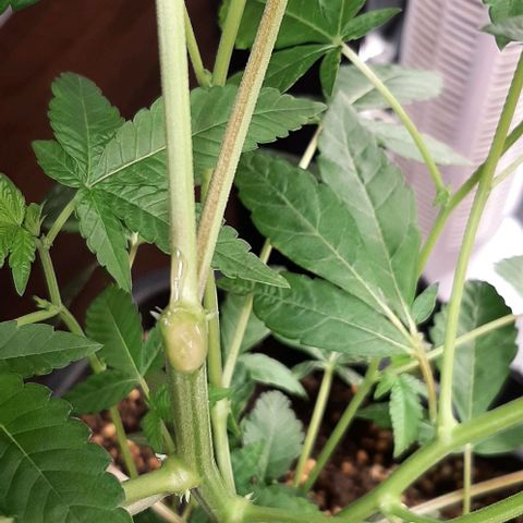 Mehrere Oreoz Pflanzen und Zyklen  growlog photo: Huch, da ist mir doch glatt äußersten die Spitze ab gebrochen, egal dann wird es mit etwas Glück halt eine weitere, ich habe die abgebrochene Stelle mit Honig versiegelt um das eindringen von Keimen zu verhindern und den steckling habe ich mit Clorex behandelt und die Reste ins Wasser eingeführt, heute abend stelle ich den Steckling in ein normales Glas Wasser. 