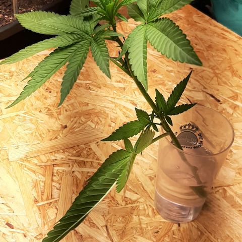 Mehrere Oreoz Pflanzen und Zyklen  growlog photo: Huch, da ist mir doch glatt äußersten die Spitze ab gebrochen, egal dann wird es mit etwas Glück halt eine weitere, ich habe die abgebrochene Stelle mit Honig versiegelt um das eindringen von Keimen zu verhindern und den steckling habe ich mit Clorex behandelt und die Reste ins Wasser eingeführt, heute abend stelle ich den Steckling in ein normales Glas Wasser. 