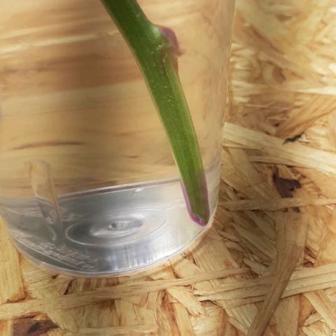 Mehrere Oreoz Pflanzen und Zyklen  growlog photo: Huch, da ist mir doch glatt äußersten die Spitze ab gebrochen, egal dann wird es mit etwas Glück halt eine weitere, ich habe die abgebrochene Stelle mit Honig versiegelt um das eindringen von Keimen zu verhindern und den steckling habe ich mit Clorex behandelt und die Reste ins Wasser eingeführt, heute abend stelle ich den Steckling in ein normales Glas Wasser. 