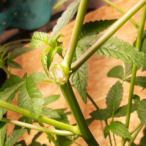 Mehrere Oreoz Pflanzen und Zyklen  growlog photo: An der Schnittstelle ist der Honig bereits eingezogen, zur sanften Heilung habe ich die Stelle etwas mit Aloe Vera Gel Versiegelt (100%Natur) 