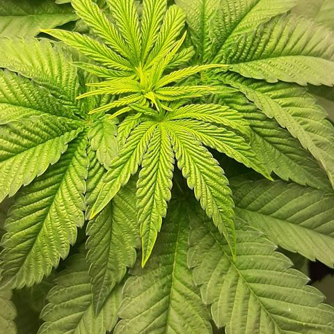 Mehrere Oreoz Pflanzen und Zyklen  growlog photo: Wie zu erkennen ist kann selbst Woche 4 noch zu früh sein um mit dem dünger anzufangen, lieber erst in Woche 6 das geschulte Auge kann die Veränderung von gestern auf heute aufgrund der 25ml erkennen, ich habe heute direkt mit Wasser nachgegossen, morgen werde ich sehen ob ich lieber spühle oder es dabei belasse. Der Dünger sollte nicht unterschätzt werden der hat für junge Pflanzen teilweise zu viel Power, für die Blüte Perfekt ! 