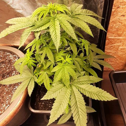 Mehrere Oreoz Pflanzen und Zyklen  growlog photo: Jeweils 4 Sonnenblätter entfernt um den Trieben mehr Licht zu spenden