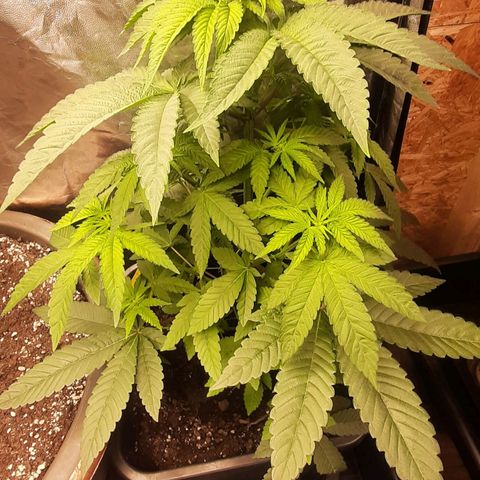 Mehrere Oreoz Pflanzen und Zyklen  growlog photo: Die Triebe reagieren direkt auf die leichte entlaubung, die beiden halte ich noch im Wachstum unter 16/8. 