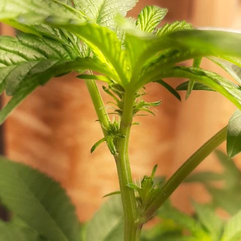 Mehrere Oreoz Pflanzen und Zyklen  growlog photo: Die erste der drei geht jetzt nach 7 Tagen 12/12 in die Vorblüte. 

Die andren beiden lasse ich vorerst noch im Wachstum. 