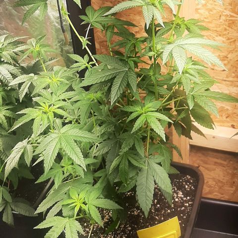 Mehrere Oreoz Pflanzen und Zyklen  growlog photo: Eindeutig geht die gute in die Blüte.
Da die Anderen beiden allerdings noch weiterhin im Wachstum verbleiben sollen markiere ich das die Blüte der Pflanze anders. 