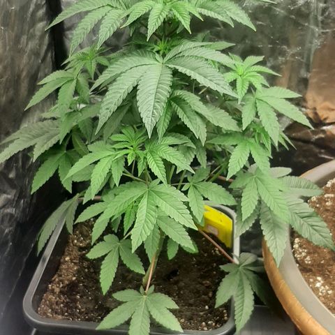 Mehrere Oreoz Pflanzen und Zyklen  growlog photo: Die Triebe bekommen Auftrieb, es wird langsam. 