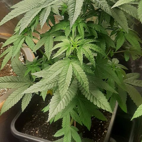 Mehrere Oreoz Pflanzen und Zyklen  growlog photo: Die Triebe bekommen Auftrieb, es wird langsam. 