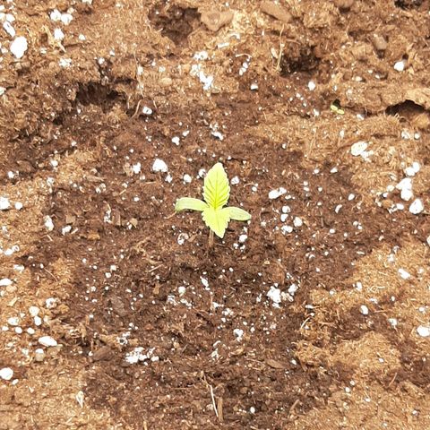 Think Tank growlog timeline photo