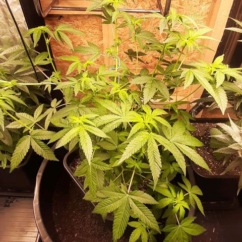 Mehrere Oreoz Pflanzen und Zyklen  growlog photo: 💚 Da die gute in der Blüte ist und die Wurzeln sich unten am Topf zeigen habe ich ihr das Speißfass etwa zur Hälfte befüllt um den Wurzeln weiter Platz zu geben sich zu entfalten, etwa 7 bis 10 cm des Topfes sind unter der Erde. 