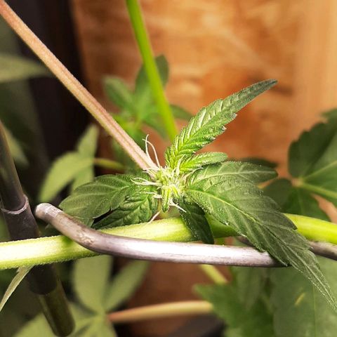 Mehrere Oreoz Pflanzen und Zyklen  growlog photo: 💚 Da die gute in der Blüte ist und die Wurzeln sich unten am Topf zeigen habe ich ihr das Speißfass etwa zur Hälfte befüllt um den Wurzeln weiter Platz zu geben sich zu entfalten, etwa 7 bis 10 cm des Topfes sind unter der Erde. 