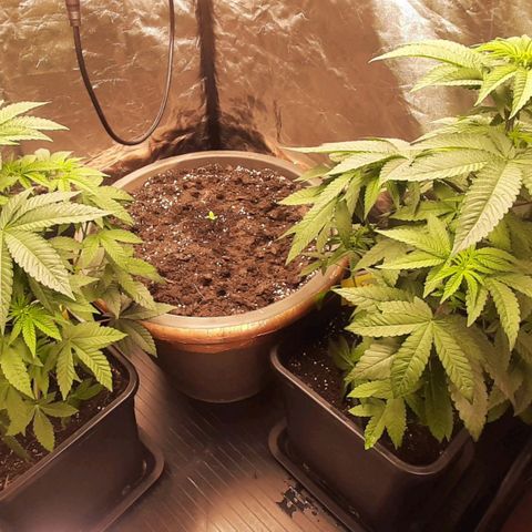 Mehrere Oreoz Pflanzen und Zyklen  growlog photo: Die guten entwickeln sich weiterhin Prächtig, ich denke ich lasse sie noch etwa eine bis zwei Wochen im Wachstum bevor auch ich ihnen mehr Wurzelfreiheit gebe.