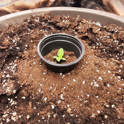 Think Tank growlog timeline photo