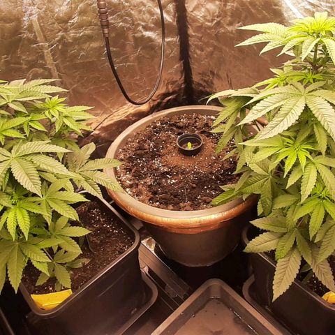 Mehrere Oreoz Pflanzen und Zyklen  growlog timeline photo