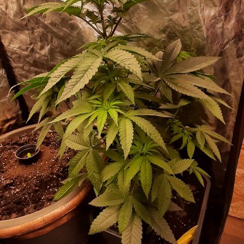 Mehrere Oreoz Pflanzen und Zyklen  growlog timeline photo