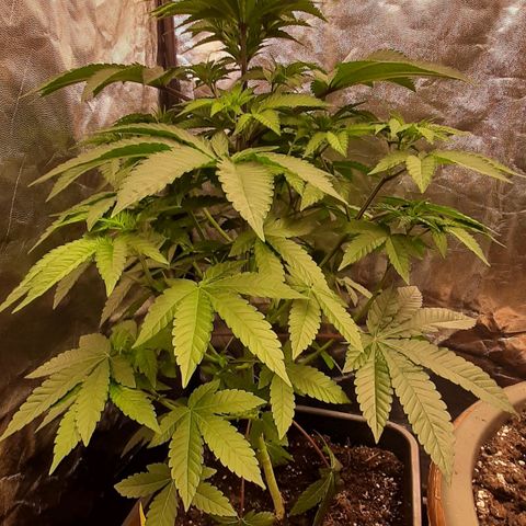 Mehrere Oreoz Pflanzen und Zyklen  growlog timeline photo