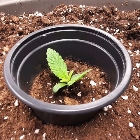 Think Tank growlog photo: Wer schon einmal von Didis Schicht-Methode gehört hat kann sich denken was ich hiermit bezwecken möchte, wer davon bisher noch nie etwas gehört hat sollte allerdings mal googeln, es ist eine ausgezeichnete Growtechnick um den Ertrag der Pflanze signifikant erhöhen zu können, ich persönlich kenne diese Methode etwas anders allerdings ist es genau das selbe Prinzip, wer es Verstehen möchte sollte sich nach seinem Schichtsystem erkundigen ! 

Google: Didis Schicht System 
Kommt ihr aus dem Raum Dortmund ? 
Schaut euch doch mal bei GreenGalaxy um, Top Laden, Top Mensch ! 