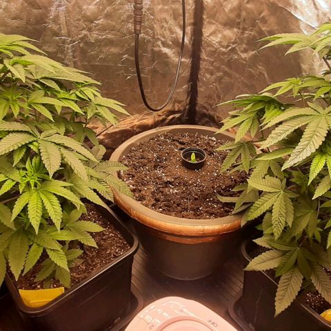 Mehrere Oreoz Pflanzen und Zyklen  growlog photo: Vor der Endlaubung. 