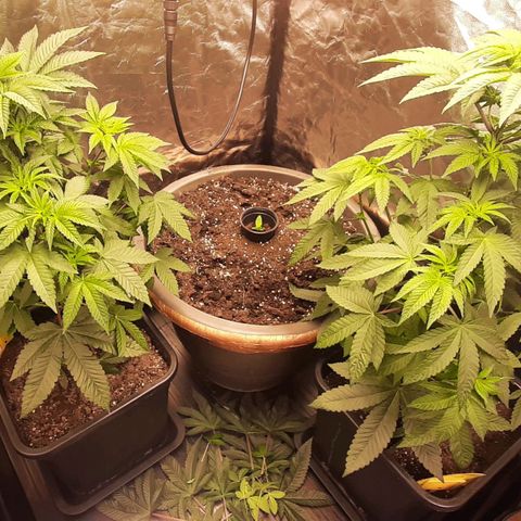 Mehrere Oreoz Pflanzen und Zyklen  growlog photo: Nach der Endlaubung. 