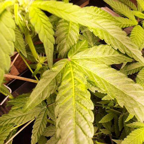 Mehrere Oreoz Pflanzen und Zyklen  growlog photo: Auf diesen beiden Fotos ist bereits zu erkennen das die Ersten rufe nach Nährstoffe kommen aufgrund der beginnenden Blütephase, jetzt sollte die erste gering dosierte Nährlösung des NaturPur Düngermittels genau das Richtige sein.