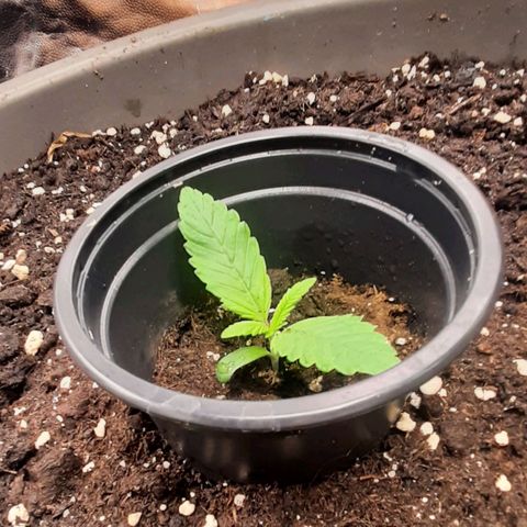 Think Tank growlog timeline photo