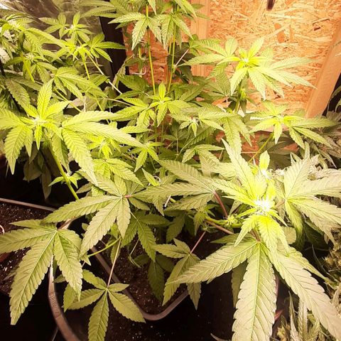 Mehrere Oreoz Pflanzen und Zyklen  growlog timeline photo