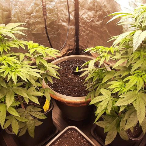 Mehrere Oreoz Pflanzen und Zyklen  growlog timeline photo