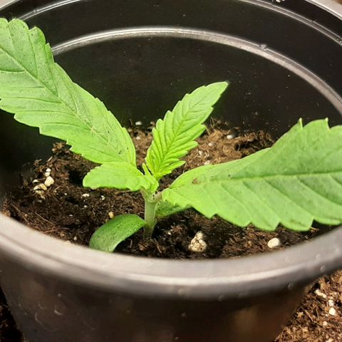 Think Tank growlog timeline photo