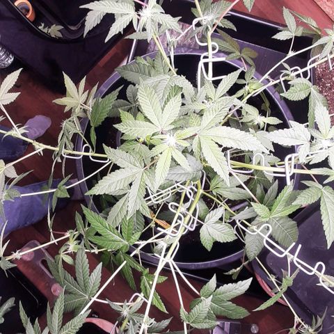 Mehrere Oreoz Pflanzen und Zyklen  growlog photo: Ich habe die Pflanze mit Astharken in die Breite gestreckt um ihr Platz und Licht zur Bildung der Buds zu geben. 