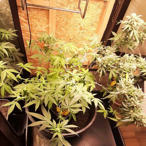 Mehrere Oreoz Pflanzen und Zyklen  growlog timeline photo