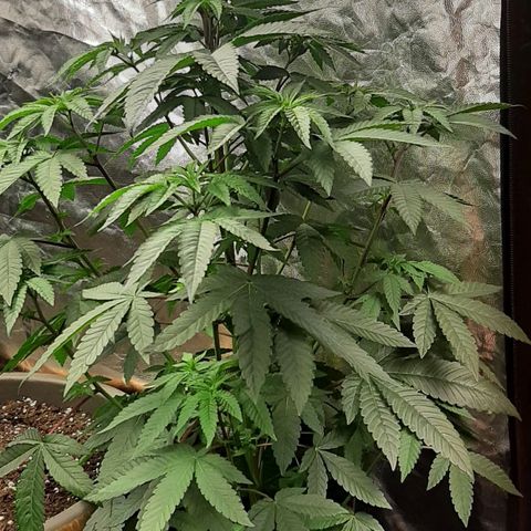 Mehrere Oreoz Pflanzen und Zyklen  growlog timeline photo