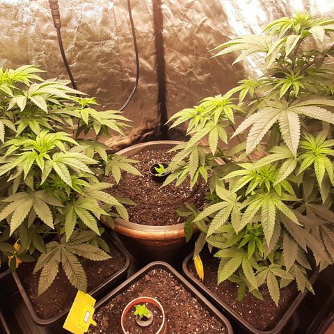 Mehrere Oreoz Pflanzen und Zyklen  growlog timeline photo