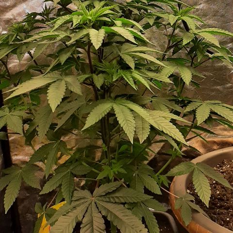 Mehrere Oreoz Pflanzen und Zyklen  growlog timeline photo