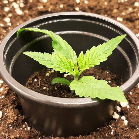 Think Tank growlog photo: Die gute wächt trotz über 150cm Entfernung der Lampe prächtig, nach dem was ich vor habe mit ihr Wächst sie mir zu gut ich möchte das sie leicht Spagelt. 